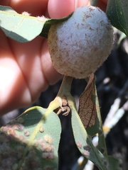 Striatoandricus aciculatus