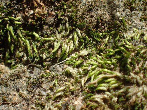 iNaturalist observation photo of Joint-toothed Mosses