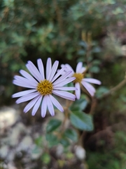 Olearia tomentosa