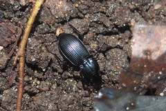 Pterostichus stygicus