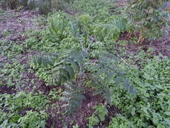 Verbesina myriocephala