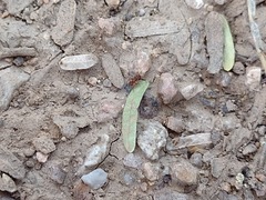 Cyphomyrmex flavidus