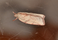 Euchaetis inceptella