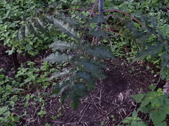 Verbesina myriocephala