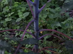 Verbesina myriocephala