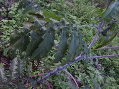 Verbesina myriocephala