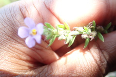 Chaenostoma cordatum