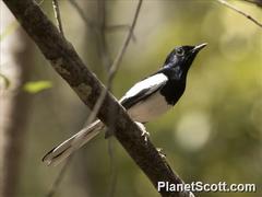 Copsychus albospecularis