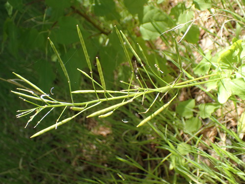 iNaturalist observation photo of milkmaids