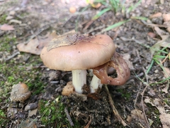 Cortinarius splendidus
