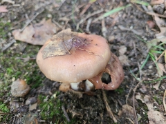 Cortinarius splendidus