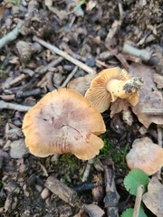 Cortinarius splendidus