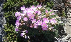 Oxalis adenophylla