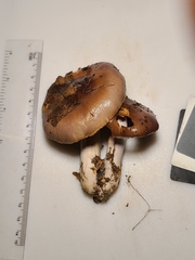 Cortinarius splendidus