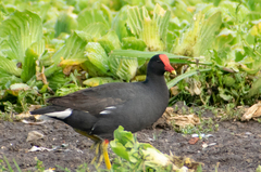 Gallinula galeata