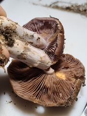 Cortinarius splendidus