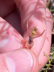 Chiloglottis trapeziformis