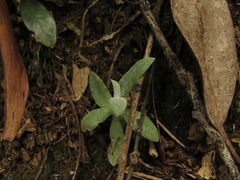 Pseudognaphalium elegans