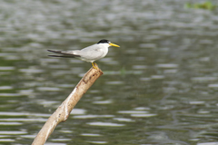 Sternula superciliaris