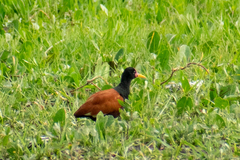 Jacana jacana