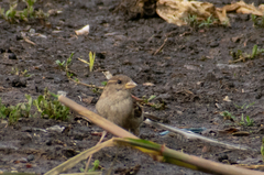 Passer domesticus