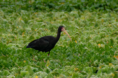 Phimosus infuscatus