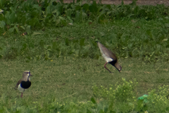 Vanellus chilensis