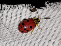 Alagoasa nigromaculata