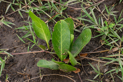Jaborosa integrifolia