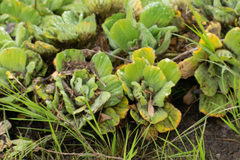 Pistia stratiotes