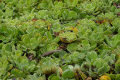Pistia stratiotes