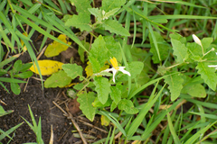 Solanum