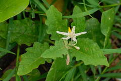 Solanum