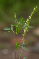 Melilotus albus