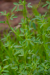 Melilotus albus