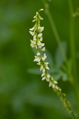 Melilotus albus