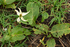 Jaborosa integrifolia