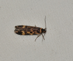 Hemiarcha thermochroa