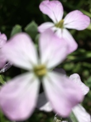 Raphanus sativus raphanistroides