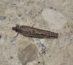 Hermenias rivulifera