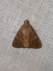 Eulepidotis caeruleilinea