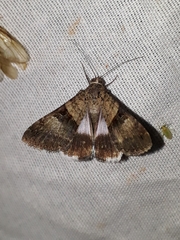 Melipotis nigrobasis