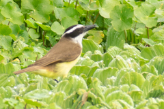 Pitangus sulphuratus