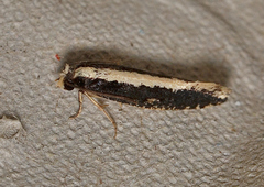 Monopis ethelella