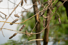 Sesbania virgata