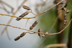 Sesbania virgata