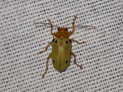 Metaxyonycha octosignata