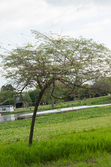 Sesbania virgata