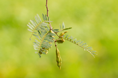 Sesbania virgata