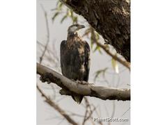 Haliaeetus vociferoides